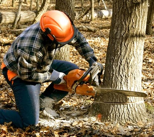 Tree Removal in Cape May Point, NJ